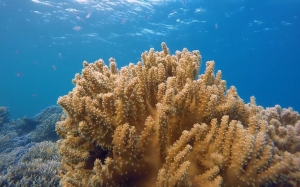 coral, ocean, underwater, diving, scuba, reef, travel, water, tropical, blue, marine, swimming, nature, exotic, aquatic, swaying, polyps