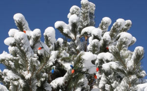 christmas, xmas, tree, christmas tree, winter, lights