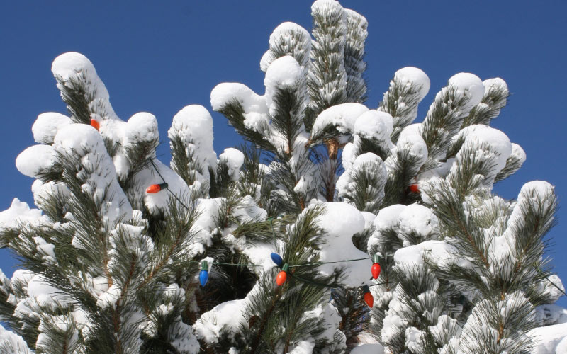 christmas, xmas, tree, christmas tree, winter, lights