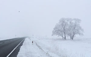 winter, nature, season, trees, sky, snow, landscape