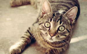 cat, animal, cute, pet, feline, kitty