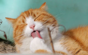 cat, kitty, animals