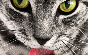 tabby, cat, close-up, portrait, feline, animal, pet, licking, paw