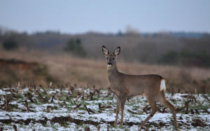 roe deer, fallow deer, wild, forest animal, doe, scheu, red deer