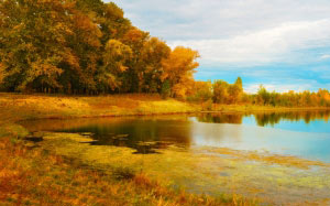 beach, river, autumn, forest, nature, landscape