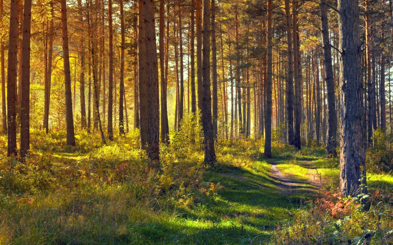 forest, nature, landscape, trees, yellow, gold, haze, autumn