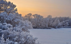 snow, trees, sunset, winter, christmas, branches, cold, evening