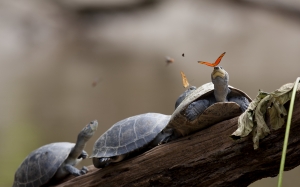 nature, julia, butterfly, dryas iulia, turtle, ecuador