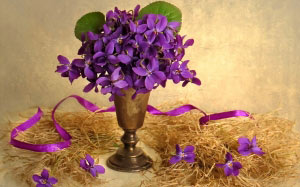 spring, still life, card, postcard, violet, flora, flowers