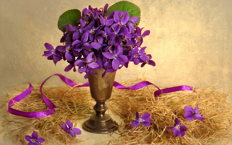 spring, still life, card, postcard, violet, flora, flowers