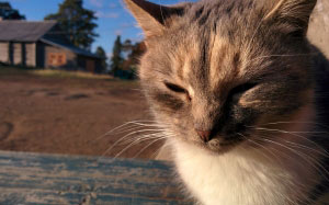 cat, animal, pet