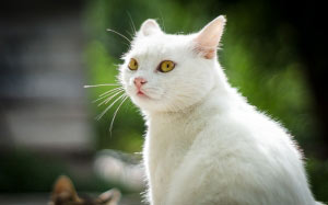 cat, animal, pet