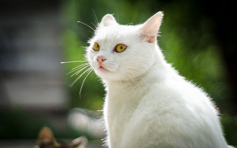 cat, animal, pet