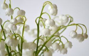 spring, lilies, flower, nature