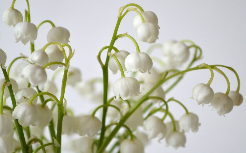 spring, lilies, flower, nature