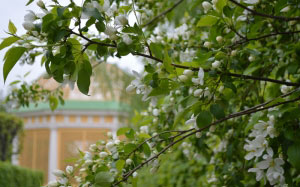 trees, park, landscape, nature