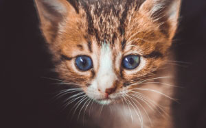 kitten, cat, animals