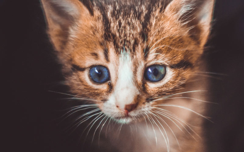 kitten, cat, animals