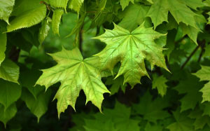 spring, branch, twig, maple leaves, foliage, leaves, may, green