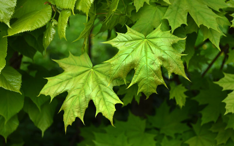 spring, branch, twig, maple leaves, foliage, leaves, may, green