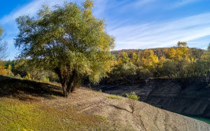 forest, lake, tree, trees, shore