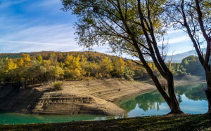 forest, lake, tree, trees, shore