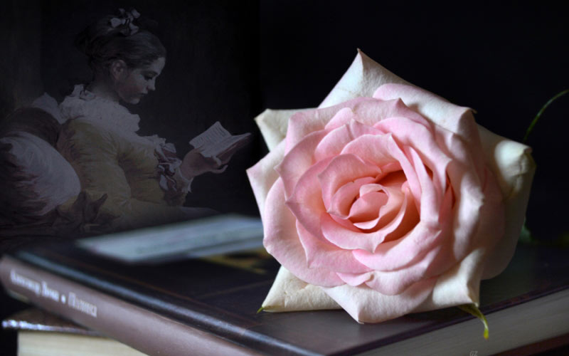 books, rose, flower, flowers