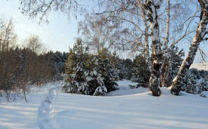 snow, woods, winter, drifts, daytime