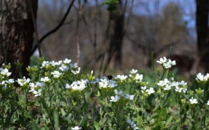spring, may, insect, nature, flower, flowers