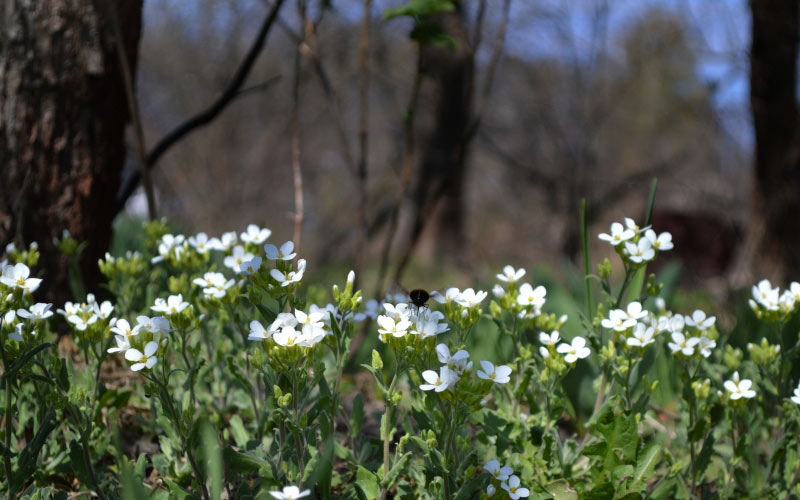 spring, may, insect, nature, flower, flowers