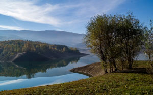 forest, lake, tree, trees, shore