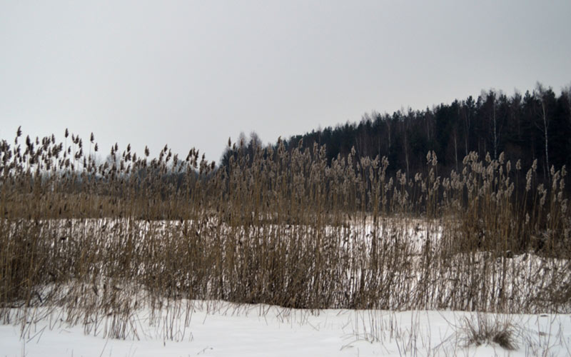 shore, winter, reeds, landscape, snow, february