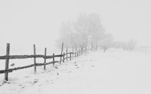 winter, nature, season, trees, sky, snow