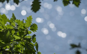 nature, leaves