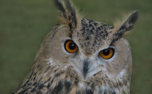 nature, bird, birds, owl, animals