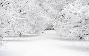 snow, seasons, winter, trees, landscape, cold