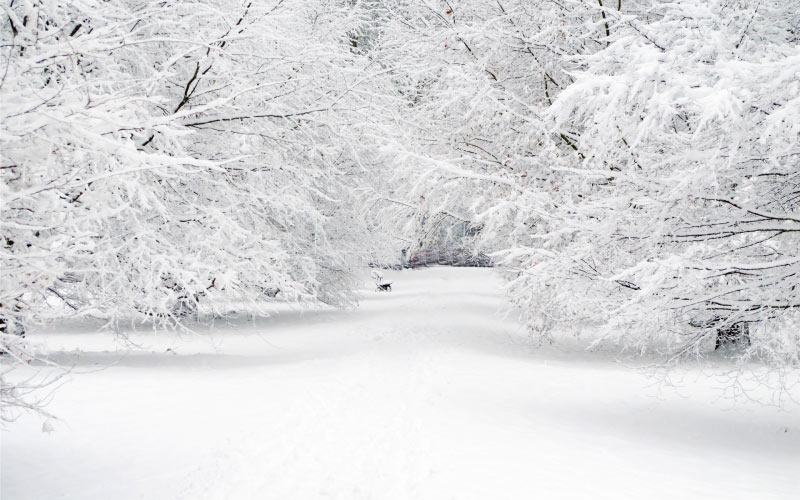 snow, seasons, winter, trees, landscape, cold