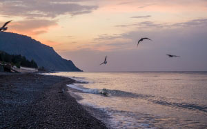 sea, sky, seagulls, beach, night, sunset, shore