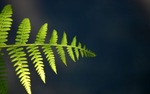fern, frond, leaf, punga, plant, twig, branch, stem, pod, vegetation