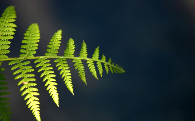 fern, frond, leaf, punga, plant, twig, branch, stem, pod, vegetation