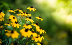 flowers, nature, plants, yellow daisies, daisies, yellow flowers