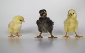 chicken, chickens, birds, animals