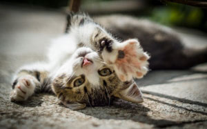 kitten, cat, animals