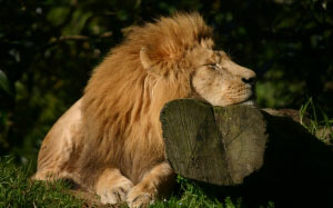 animal, wild, lion, africa, cat, zoo