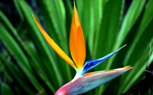 flora, flower, bloom, plant, blossom, petal, stamen, flowers, nature