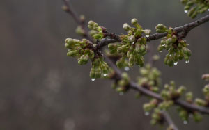 spring, branch, nature
