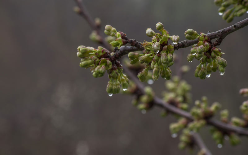 spring, branch, nature