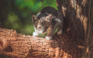 kitten, cat, animals, nature