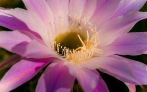 cactus, plants, nature, flowers
