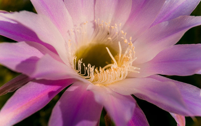 cactus, plants, nature, flowers